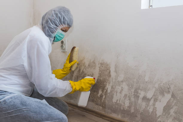 Best Commercial Mold Remediation in Scottsburg, IN