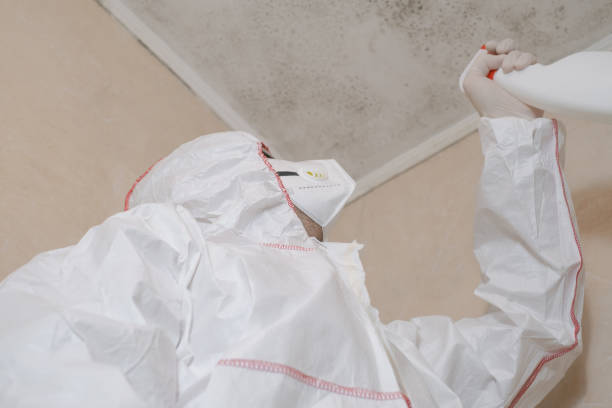 Best Emergency Mold Remediation in Scottsburg, IN