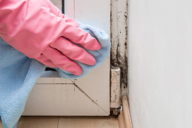 Best Mold Testing and Inspection Services in Scottsburg, IN